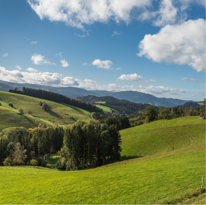 Landschaft mit sanften, grünen Hügeln und Bäumen unter einem blauen Himmel mit weißen Wolken.